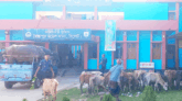 জৈন্তাপুরে ভারতীয় ২৫টি মহিষ-গরু জব্দ করলো পুলিশ