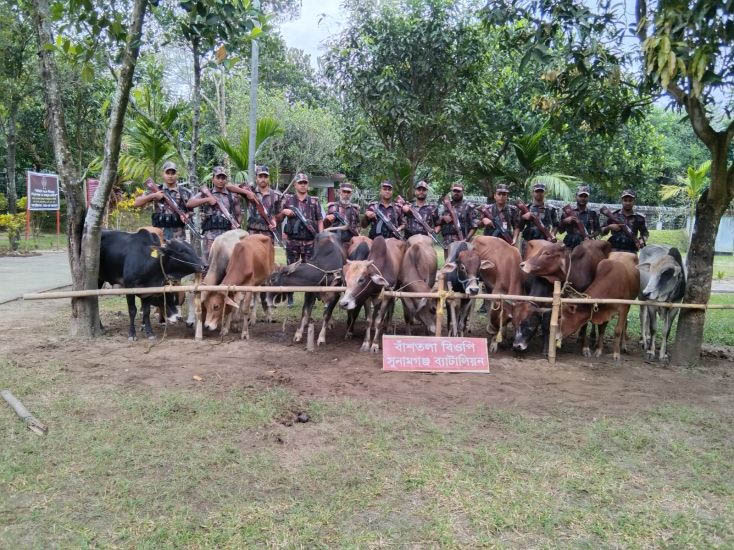 দোয়ারাবাজার সীমান্তে ১৪ ভা র তী য় গরু আ ট ক