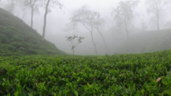 শ্রীমঙ্গলে দেশের সর্বনিম্ন তাপামাত্রা