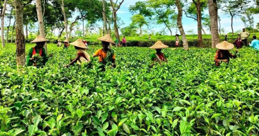 সিলেটে যে কারণে দুমাস বন্ধ থাকবে চা পাতা বেচাকেনা