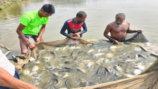 দোয়ারাবাজারে মাছের ন্যায্য দাম না পাওয়ায় হ*তা*শ খামারিরা