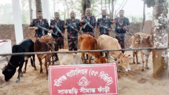 হবিগঞ্জে ২৪টি ভারতীয় চো*রা*ই গরু উদ্ধার