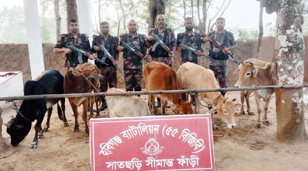 হবিগঞ্জে ২৪টি ভারতীয় চো*রা*ই গরু উদ্ধার