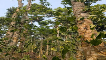 কে টে দি ল অনন্ত খাসিয়ার ১২ শতাধিক পান গাছ