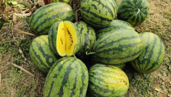 মৌলভীবাজারে হলুদ তরমুজ চাষে খোরশেদ আলমের সাফল্য