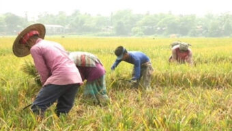 বন্যার শঙ্কা : দ্রুত ধান কাটার আহবান পাউবোর