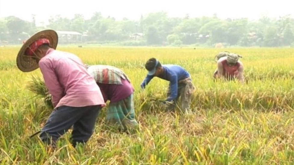 বন্যার শঙ্কা : দ্রুত ধান কাটার আহবান পাউবোর