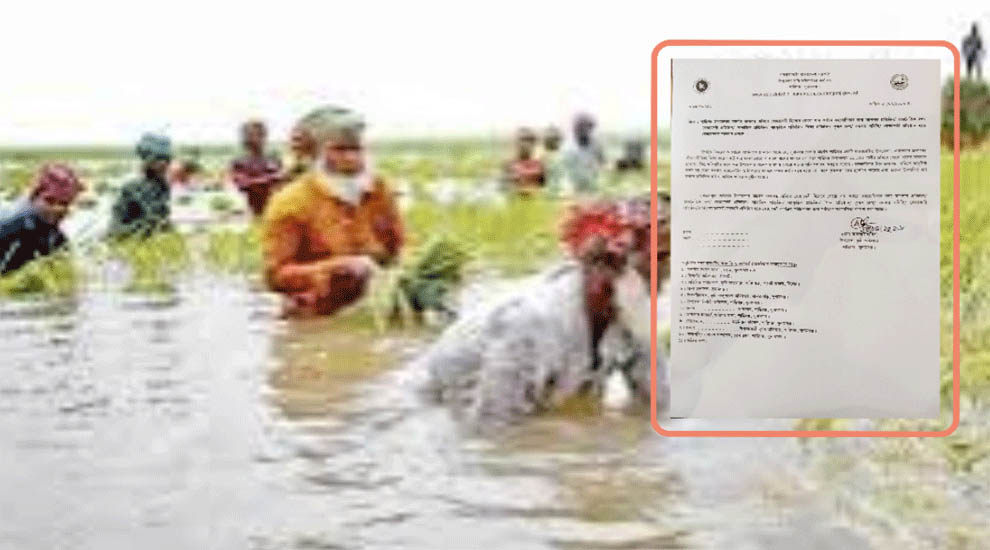 শান্তিগঞ্জে জলাবদ্ধতায় বোরো ধান কাটায় সংকট, স্বেচ্ছাসেবী সহায়তার আহ্বান