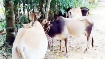 হবিগঞ্জ সীমান্তে ৬টি ভারতীয় গরু জ*ব্দ