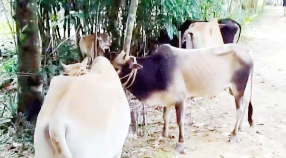 হবিগঞ্জ সীমান্তে ৬টি ভারতীয় গরু জ*ব্দ