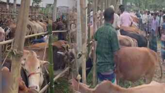 কানাইঘাটের সীমা বাজারে পশুর অ বৈ ধ হাট