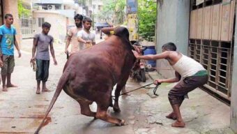 সিলেটে ঈদের দ্বিতীয় দিনেও চলছে প শু কোরবানি