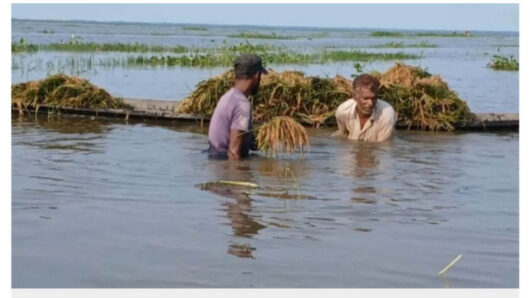 হাওরে ধানবোঝাই নৌকা ডুবে শ্রমিকের মৃ ত্যু