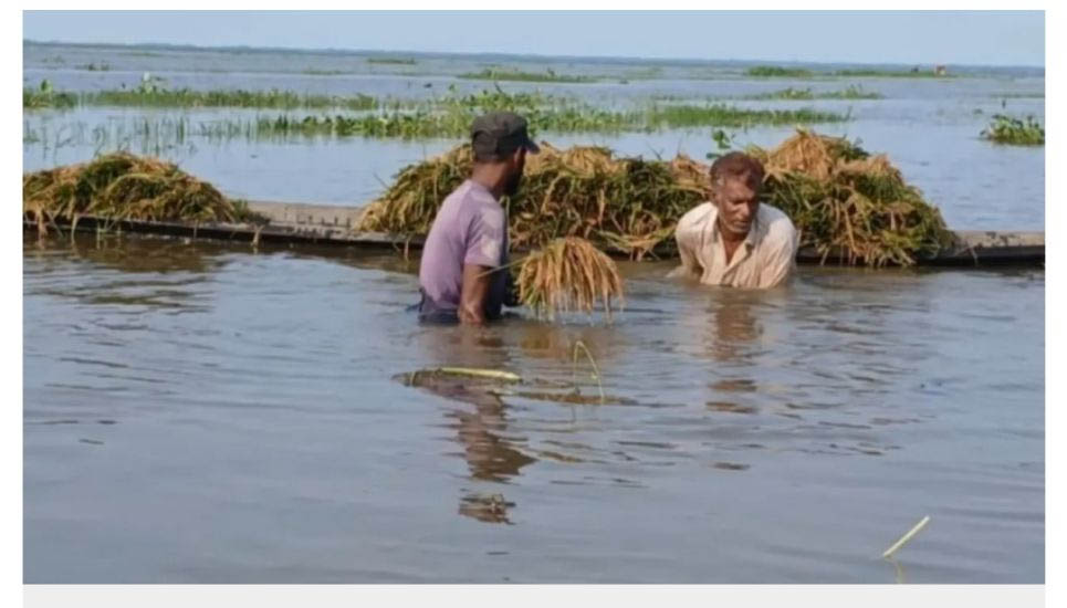 হাওরে ধানবোঝাই নৌকা ডুবে শ্রমিকের মৃ ত্যু