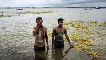 মৌলভীবাজারে ৮৯৭ হেক্টর ফসল পানিতে তলিয়ে গেছে