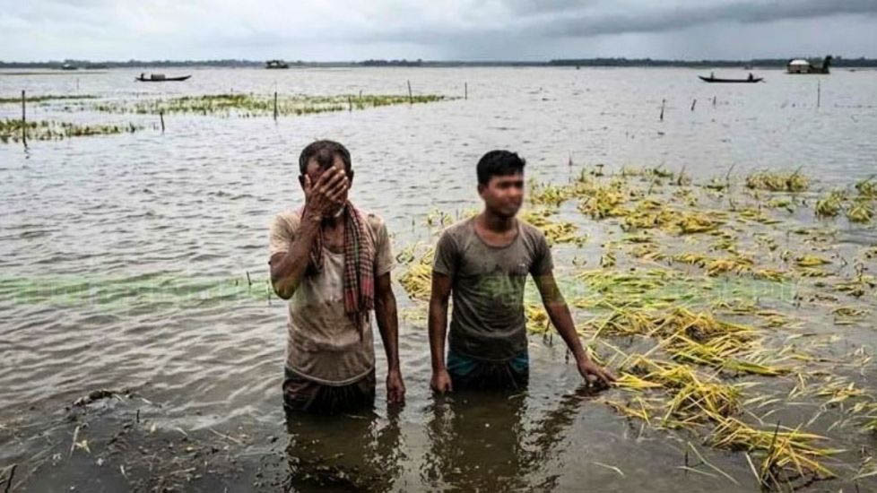 মৌলভীবাজারে ৮৯৭ হেক্টর ফসল পানিতে তলিয়ে গেছে