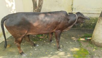 সিলেট এবার গরুর মালিকের খুঁজে পুলিশ