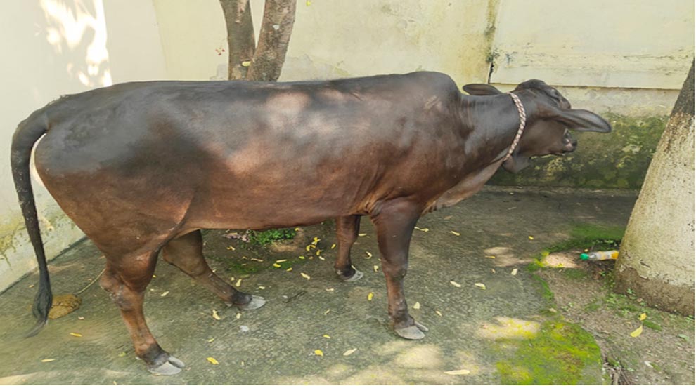 সিলেট এবার গরুর মালিকের খুঁজে পুলিশ