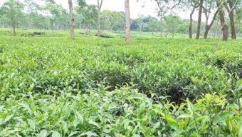 ১১৫ মিলিয়ন কেজি চা উৎপাদনের লক্ষ্য বোর্ডের