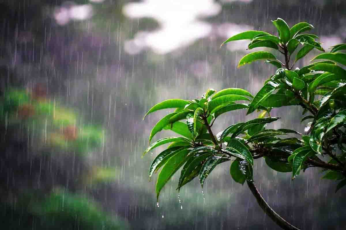 দেশের যেসব অঞ্চলে বৃষ্টি হতে পারে