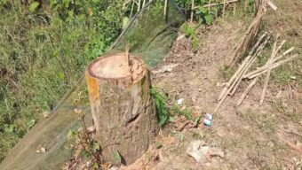 কমলগঞ্জে সড়কের পাশ থেকে ১৪টি গাছ চু*রি
